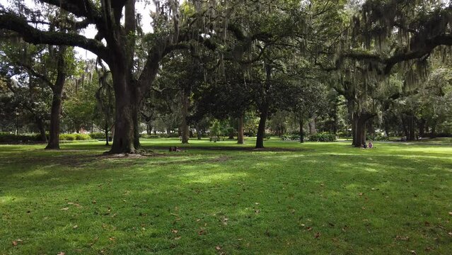 Moving Side View Of Many Candler Oak Trees.