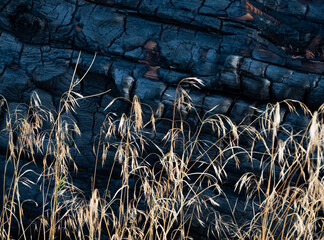 683-49 Grasses and Burned Log