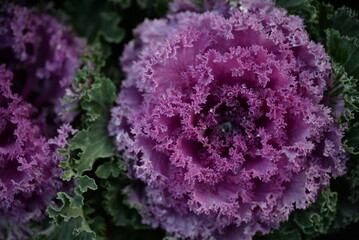 pink background High quality photo macro photography gradient white green ornamental  Brassica...