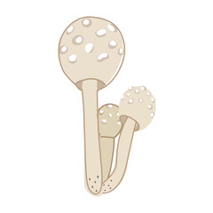 Puffball mushroom, forest vector illustration in cartoon style