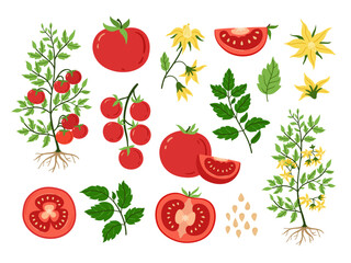 Red tomato. Fruits plant and seeds, blossoms and branches with leaves. Sliced tomatoes, vegetarian food ingredient cartoon vector set