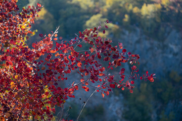 a group of colorful leaves bending over edge of quarry