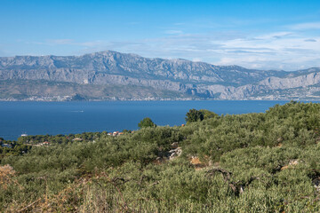 Beautiful Dinara mountain rising above croatian coastline, photographed from the olive plantation...