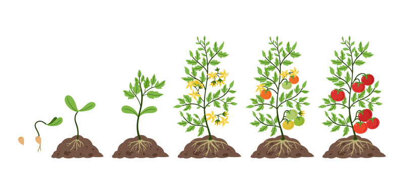 Tomato plant growth. Life cycle, growing stages from tomatoes seeds, sprout and blossom to fruit on branches vector Illustration set