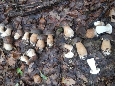 Bunch of Fresh Boletus aereus edible mushrooms in the forest. Wild edible mushrooms