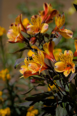Fototapeta na wymiar lily of the incas
