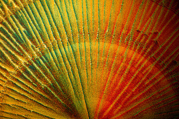 Multicolor kaleidoscope, picture of the crystals of the chemical substance Ascorbicacid, vitamin C