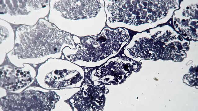 Meiosis of grasshopper in section under microscope 200x filmed against bright field background. Macro view of reproduction cells of an insect studied in laboratory. Research of cellular dividing
