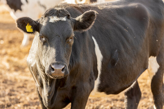 Friesian cow, uk dairy cow