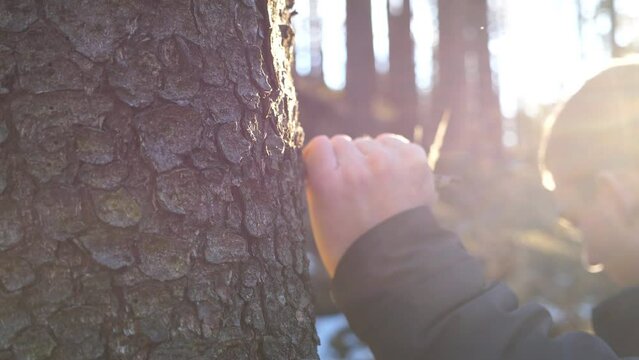 Male hand strokes a bark of pine with sunlight at background. Young backpacker touches a trunk of tree in forest at early spring. Concept of environmental protection and ecology care. Close up Slow mo