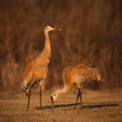 Sandhill Cranes