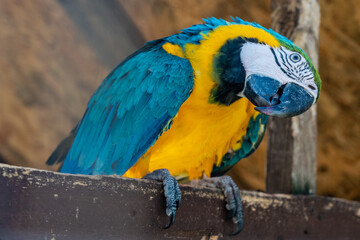 Obraz premium A beautiful bright parrot ara in the zoo