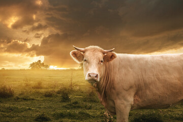The cow and sunrise meadow