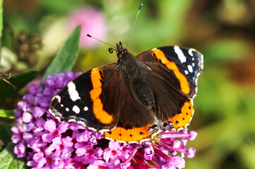 Schmetterling