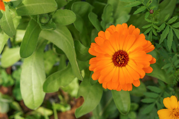 Ringelblume