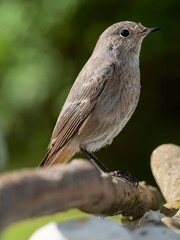 Black redstart ( Phoenicurus ochruros), female sitting on a stick. Moravia. Czechia