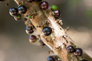 Fruit exotic. Jabuticaba ready to be harvested. Jaboticaba is the native Brazilian grape tree. Species Plinia cauliflora. Typical summer fruit. Gastronomy.