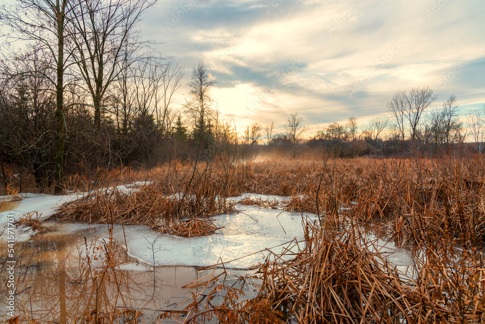 Wall mural Brown Reeds In A Frozen Pond In Late December