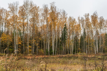 Trees with some remaining yellowed foliage in an overcast autumn. Gloomy day in the autumn forest