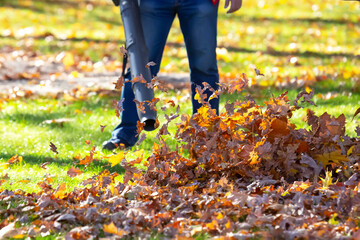 Working in the Park removes leaves with a blower. Park cleaning service. Removing fallen leaves in...