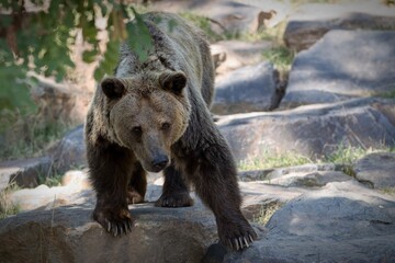 Plakat brown bear in zoo