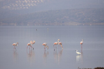 Naklejka premium Flamingos Fed In The Wetland in bodrum turkey.
