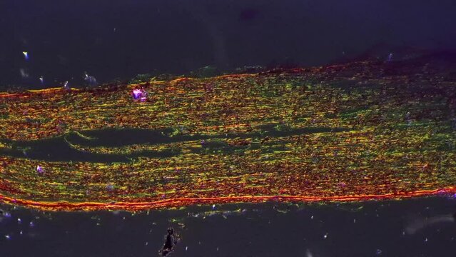 Microscopic slide of nerves trunk in longitudinal section magnified in 100x filmed with cross light. Scientific sample of nervous system cell on oblique illumination. Education of neuron texture theme