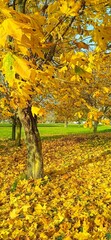 autumn in the park