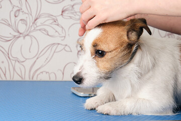 Female hands are being trimmed by a Jack Russell Terrier. Pet Care