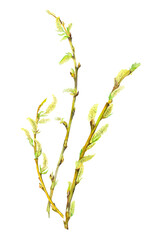 Spring willow branches. watercolor illustration hand draw. close up of spring twigs with with young leaves. springtime and mood. fresh just opened buds. young green leaves  © AkiAna