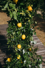 Wedding arch is decorated with green leaves and lemons.