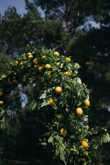 Wedding arch is decorated with green leaves and lemons.