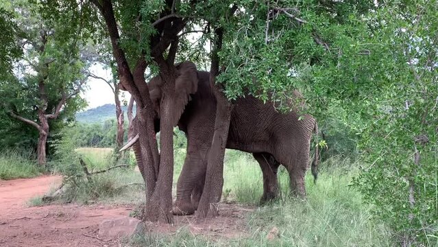 Elephant scratches his head on a tree