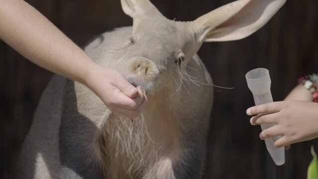 This close up video shows an aardvark being hand fed.