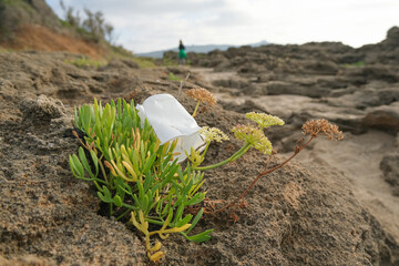 Plastic cup discarded on sea fennel plants ecosystem, environmental waste pollution