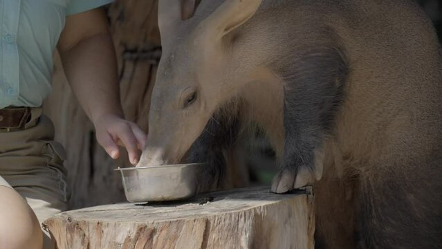 This video shows a captive aardvark eating food from it's care taker bowl.