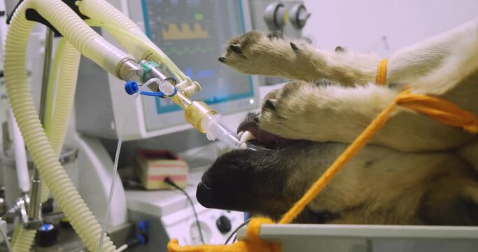 A red dog lies on its back with a pipe in its mouth. Oxygen gas is supplied through a tube connected to the anesthesia machine. The dog sleeps during abdominal surgery.