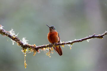 Hummingbirds 