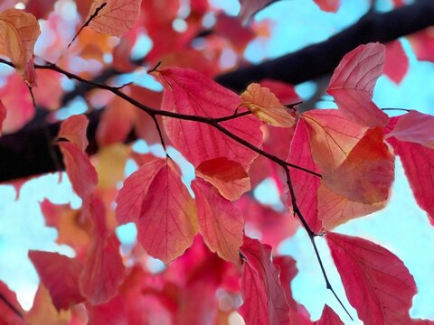 Autumn red pink leaves branch.
