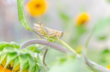 grasshopper on a flower