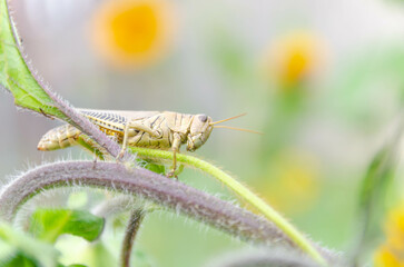grasshopper on a leaf