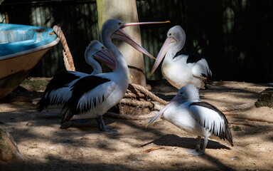Australian Pelican (Pelecanus conspicillatus)