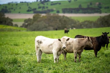 agriculture field in africa,  beef cows in a field. livestock herd grazing on grass on a farm....