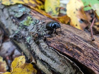 black beatle in a natural wood