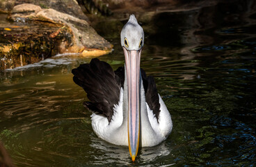 Australian Pelican (Pelecanus conspicillatus)
