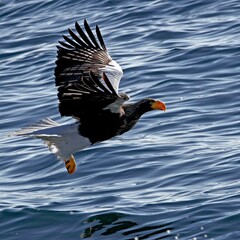 Closeup of Steller's sea eagle flying over water