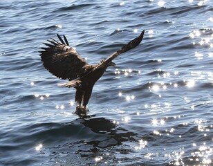 Closeup of Steller's sea eagle flying over water