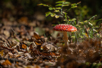Fly agaric Amanita muscaria in a forest at fall.