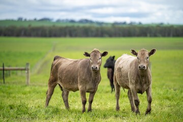 agriculture field,  beef cows in a field.  wagyu cattle herd grazing on pasture on a farm. fat cow