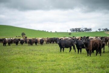 agriculture field in africa,  beef cows in a field. livestock herd grazing on grass on a farm. african cow, cattle meat on a ranch